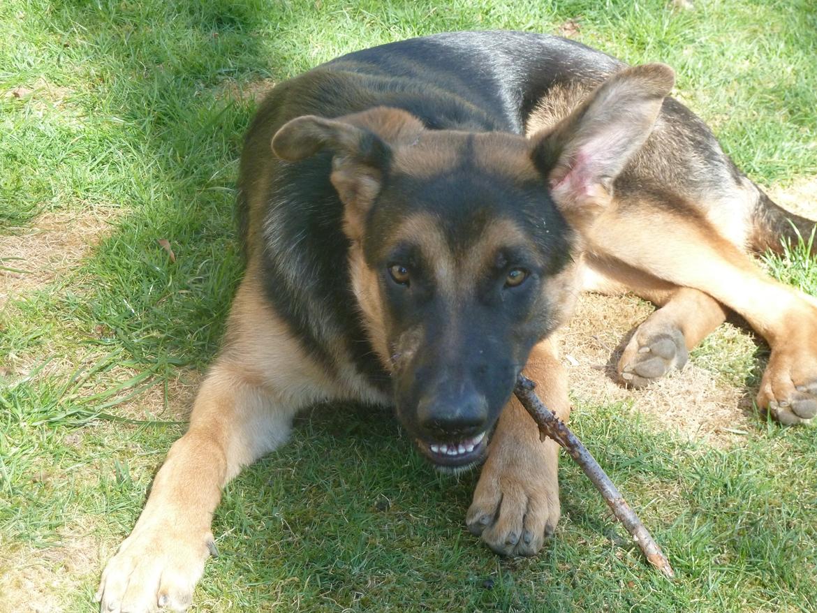 Blanding af racer Nero - lige før ørerne kom op billede 3