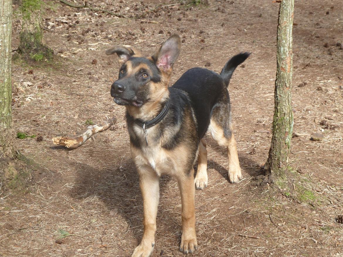 Blanding af racer Nero - "kast nu den pind" billede 4