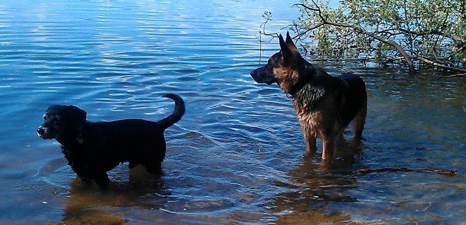 Blanding af racer Nero - vandhund billede 5