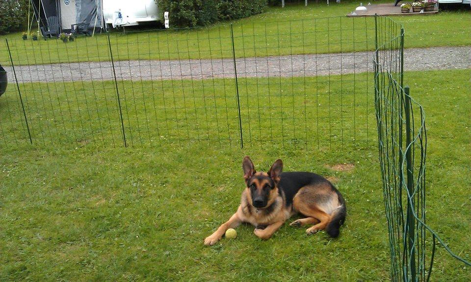 Blanding af racer Nero - som campinghund billede 6