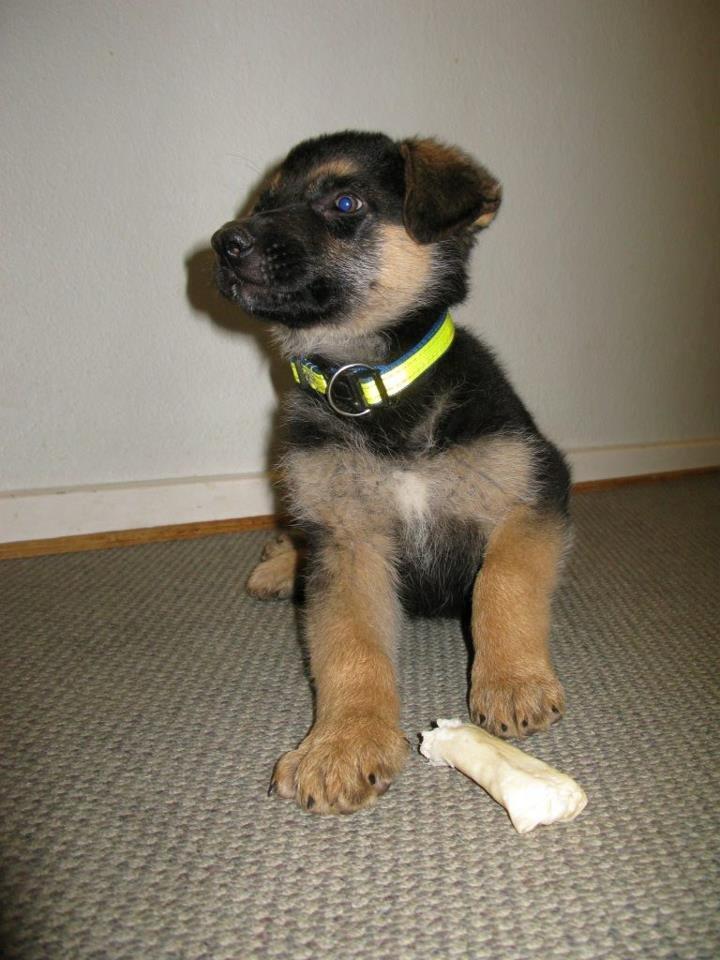 Blanding af racer Nero - babyhund - lige ankommet hos os billede 7