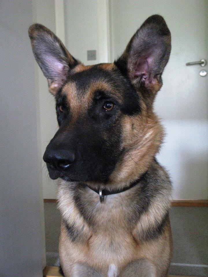 Blanding af racer Nero - smukke dreng billede 8