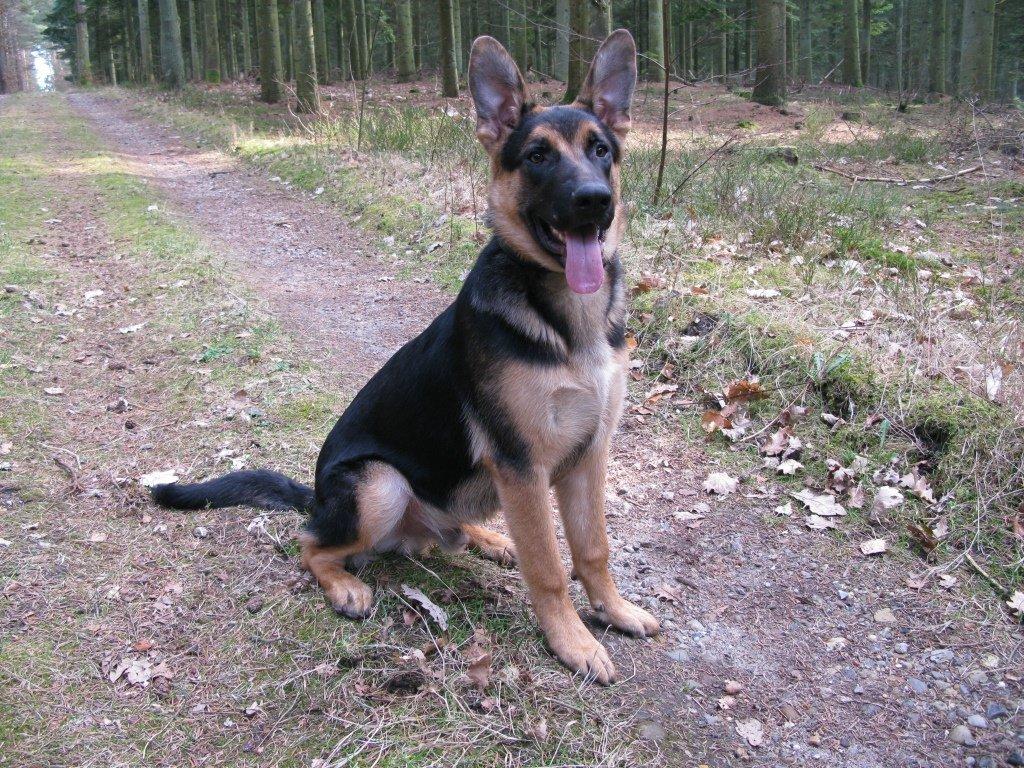 Blanding af racer Nero - 6 mdr. gl. billede 2