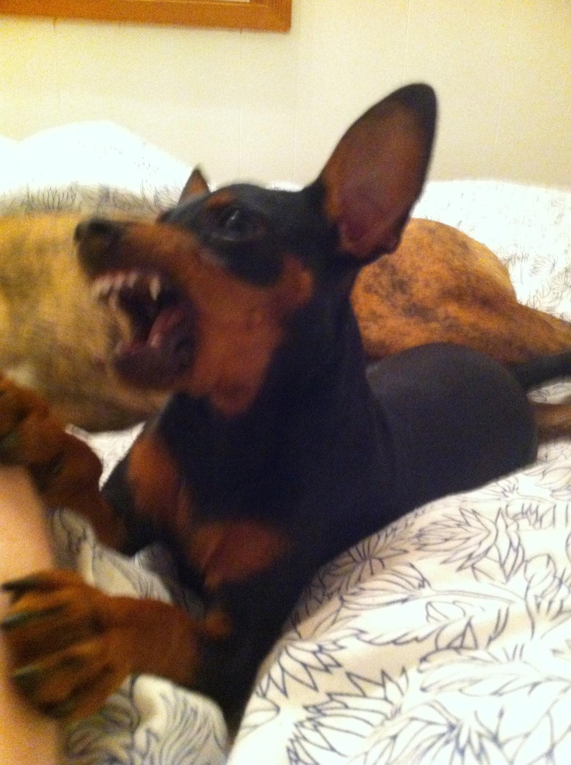 Dvaergpinscher Loui Banudchi billede 12