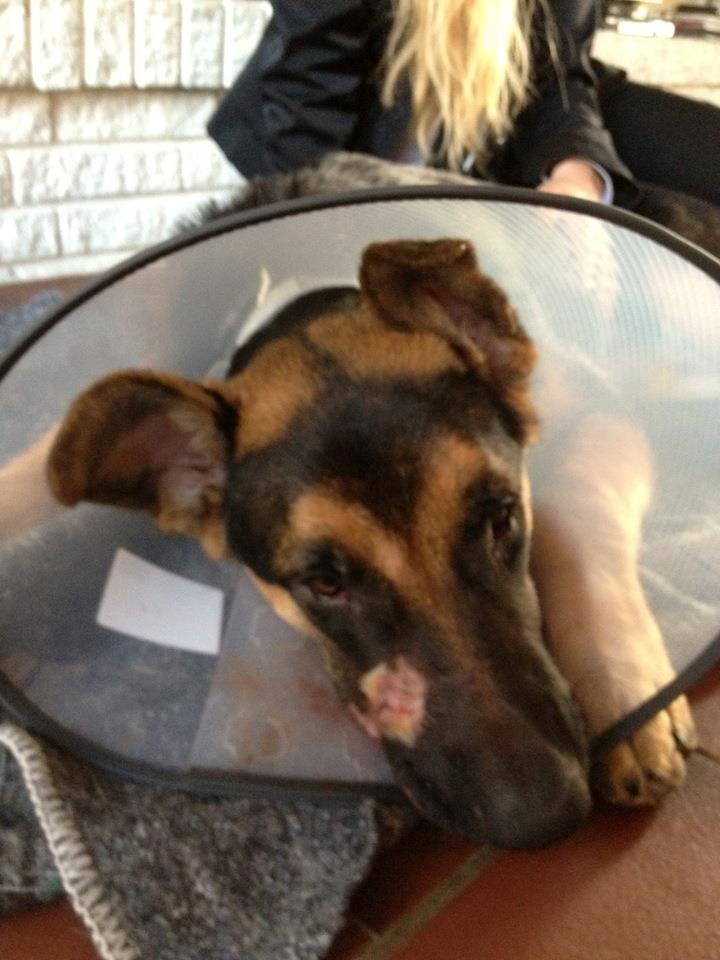 Blanding af racer Nero - skambidt af dum schæfer :-( billede 9