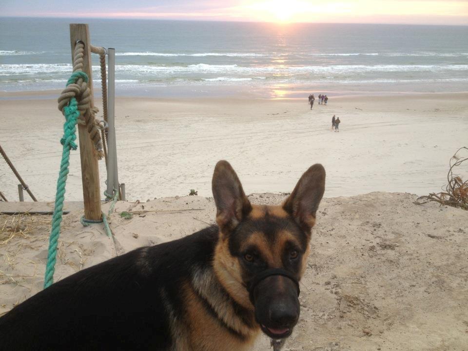 Blanding af racer Nero - lige inden han slippes fri for at give den gas i solnedgangen :-) billede 10