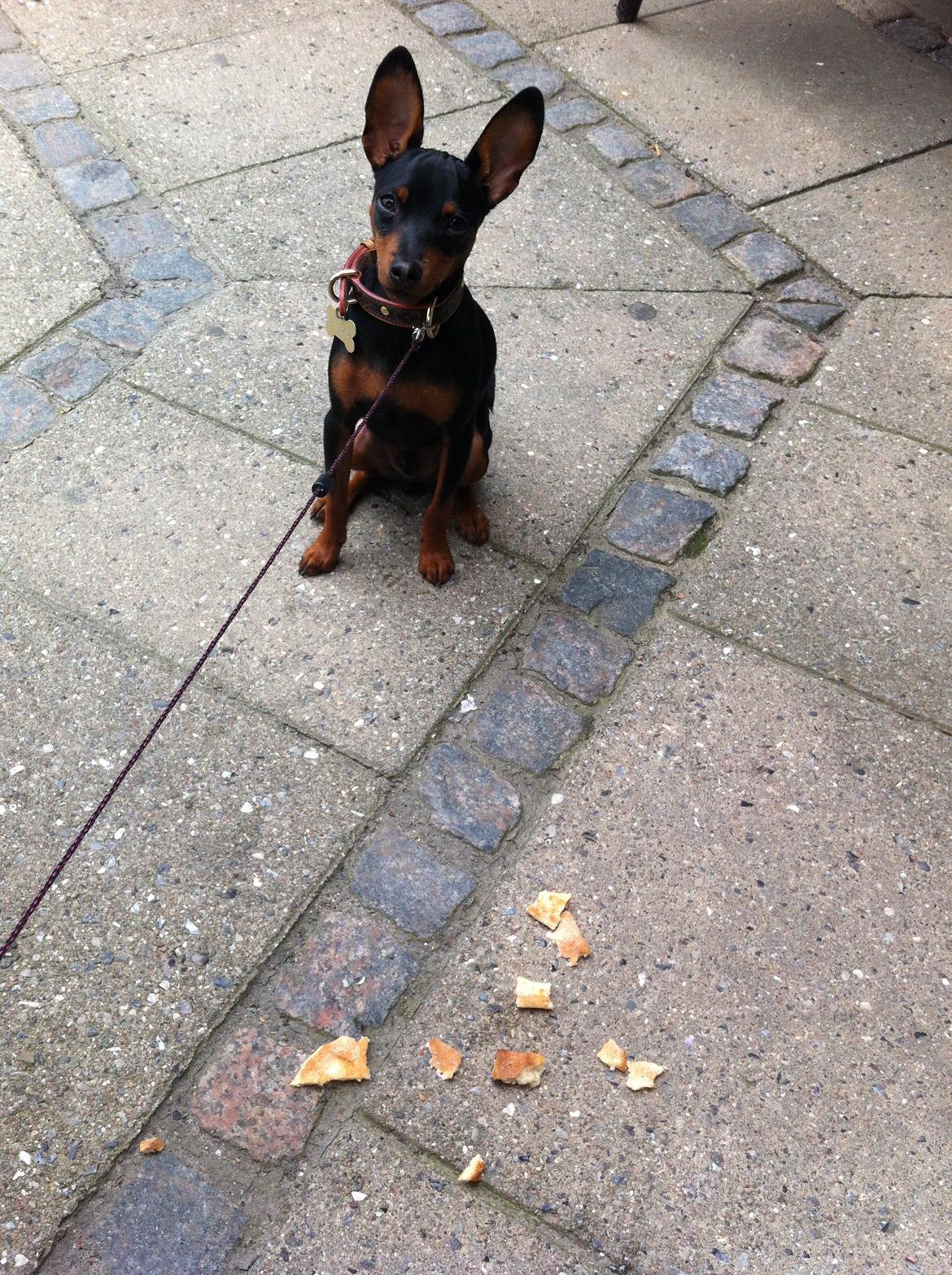 Dvaergpinscher Loui Banudchi billede 11