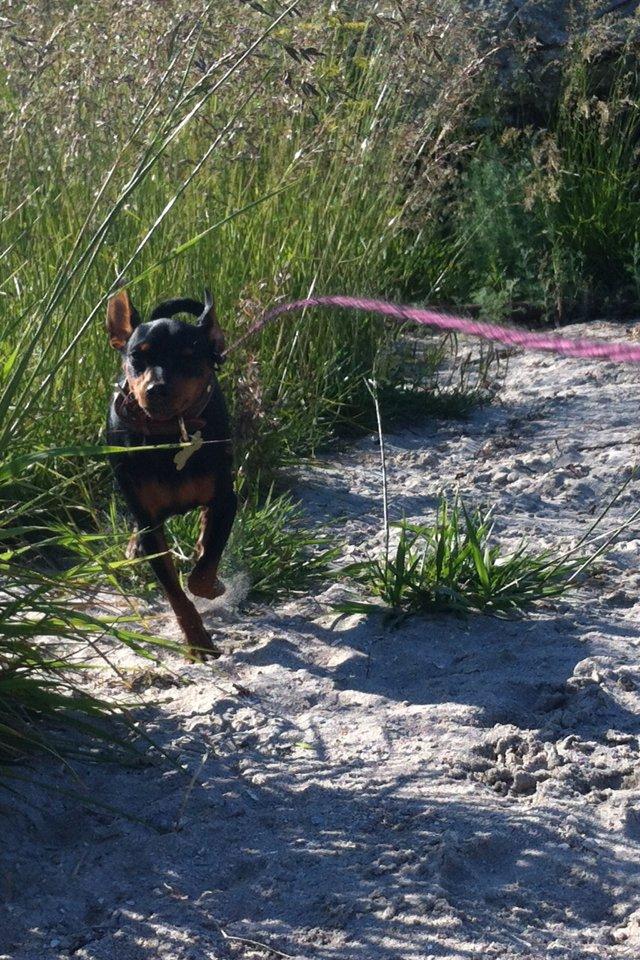 Dvaergpinscher Loui Banudchi billede 13