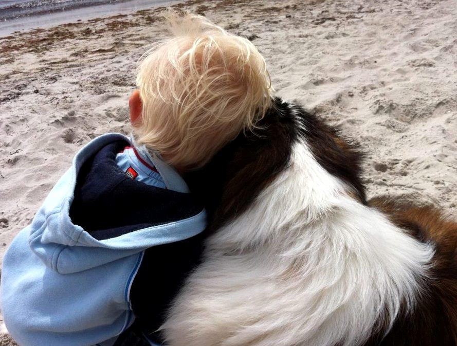 Sankt bernhardshund Mayhoff KASSY - Noah og Kassy på stranden billede 9