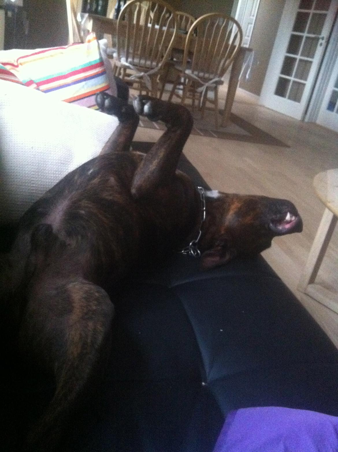 Staffordshire bull terrier Argo billede 14