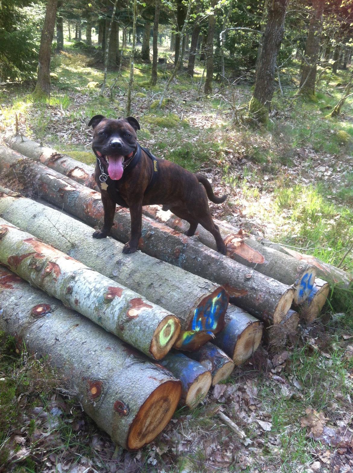 Staffordshire bull terrier Argo billede 15