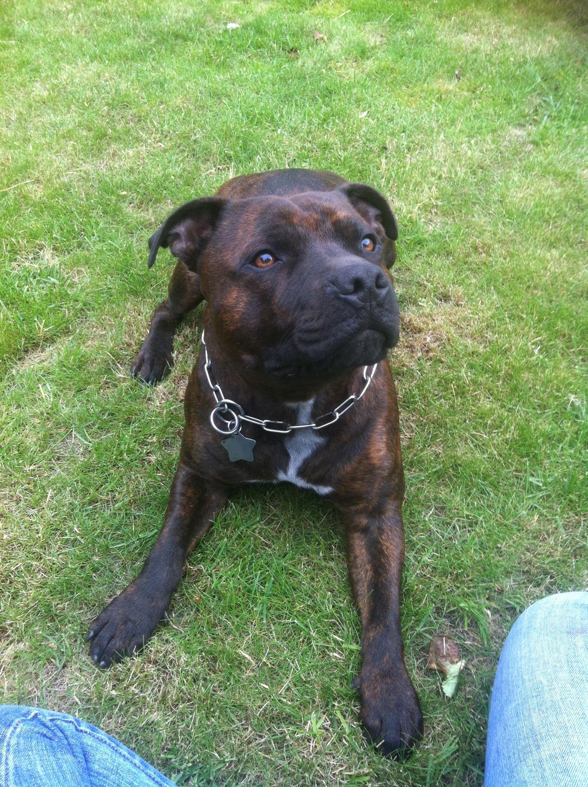 Staffordshire bull terrier Argo billede 16