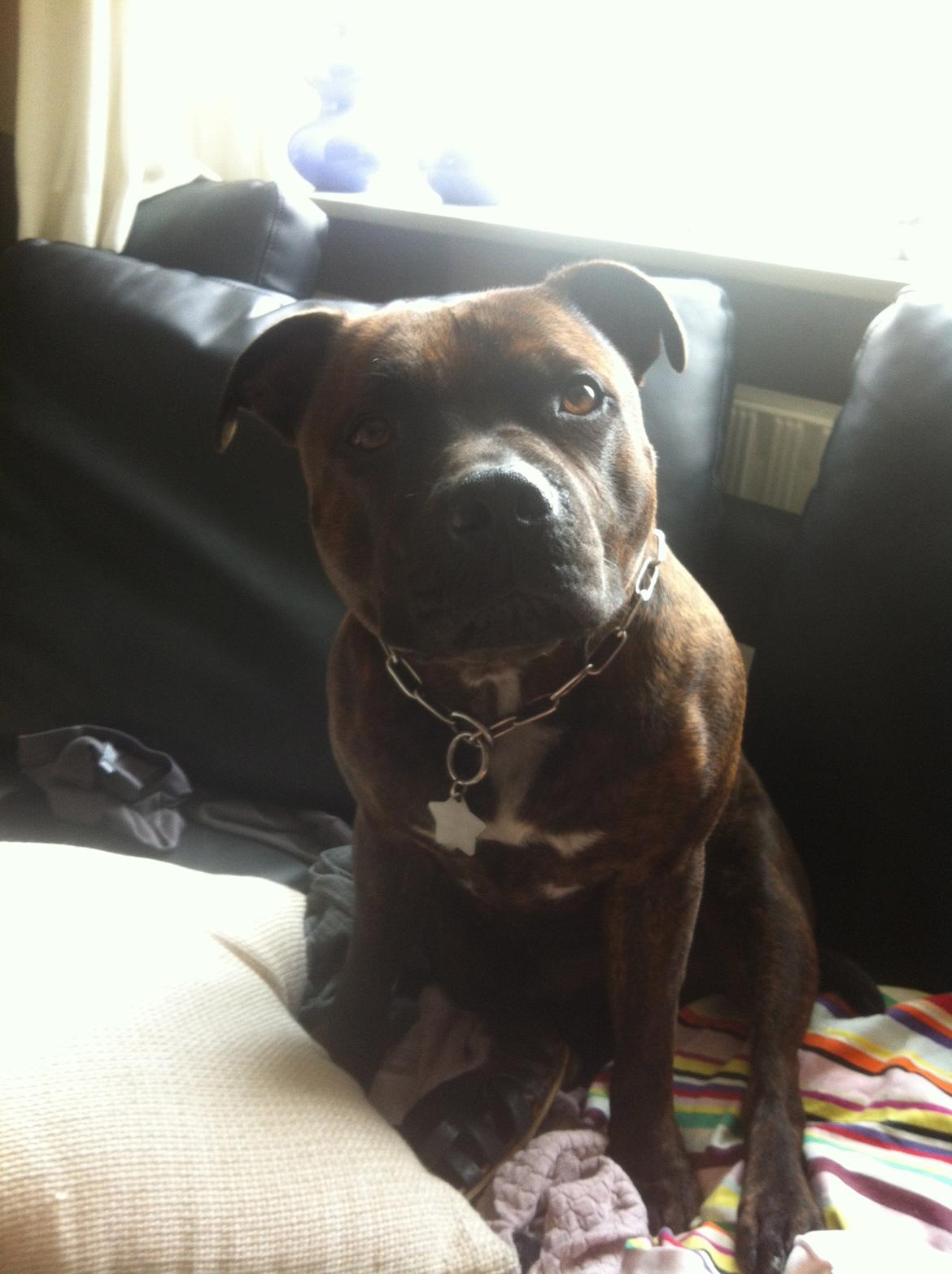 Staffordshire bull terrier Argo billede 17