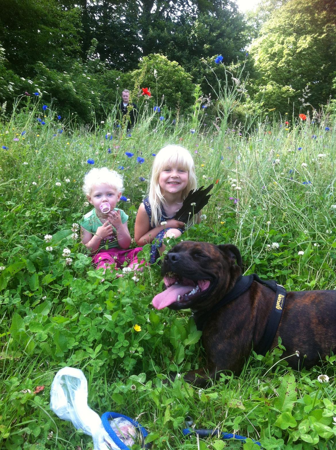 Staffordshire bull terrier Argo billede 18