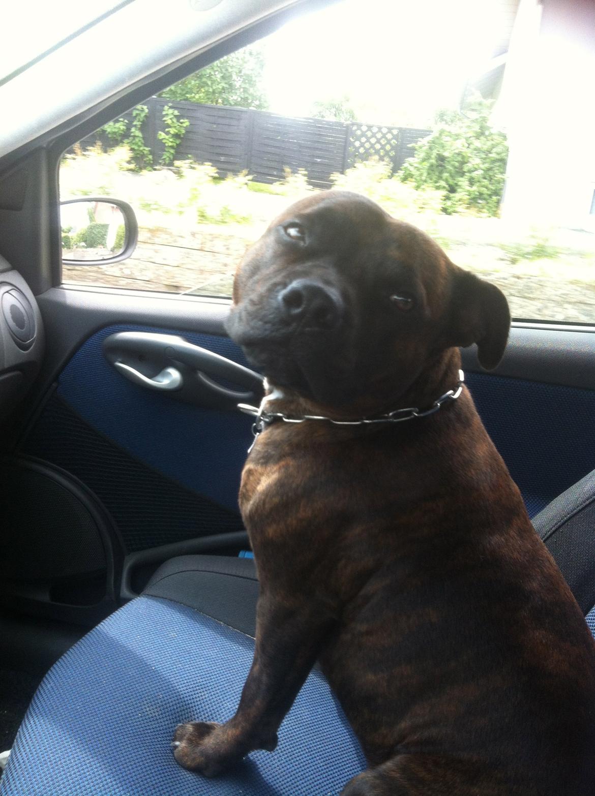 Staffordshire bull terrier Argo billede 19