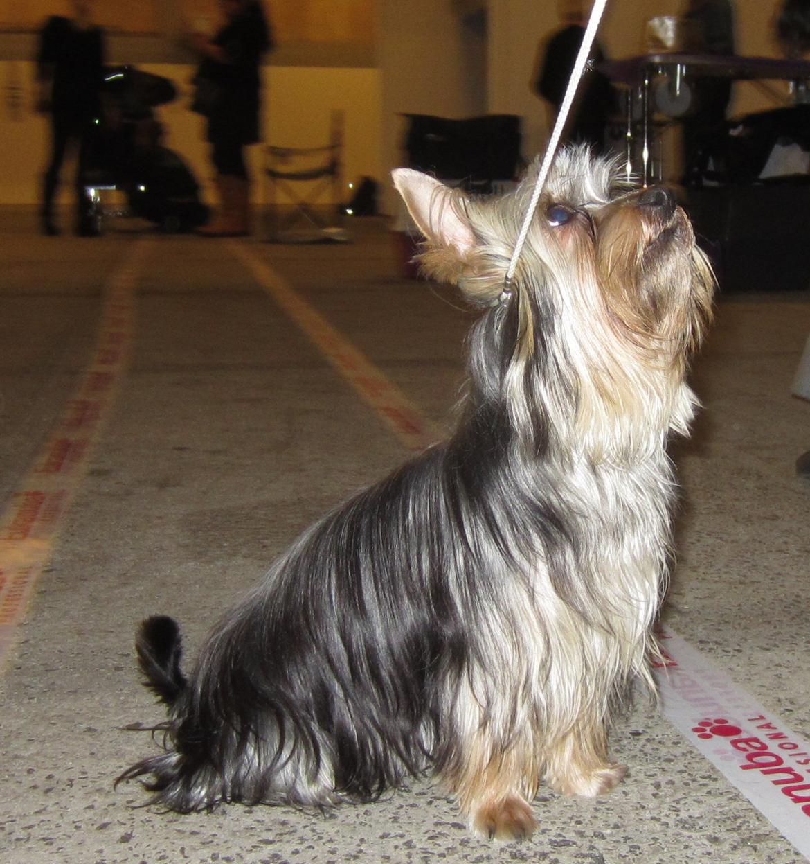 Australian silky terrier Mikki - Til min første udstilling billede 2