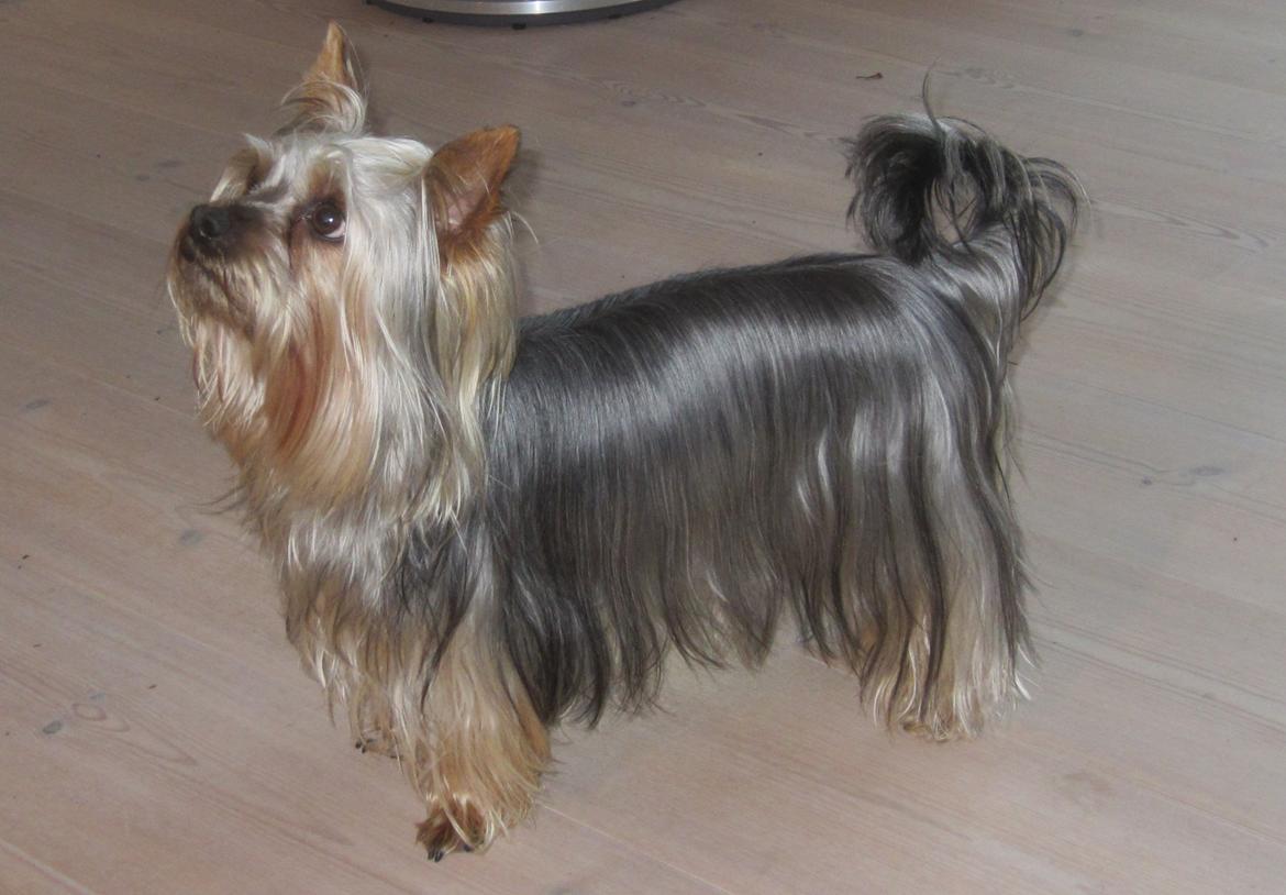 Australian silky terrier Mikki billede 1