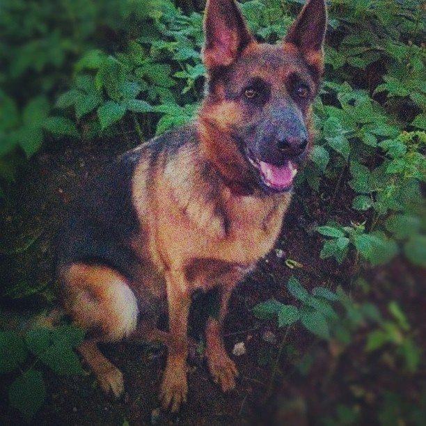 Schæferhund Fie - I skoven billede 4