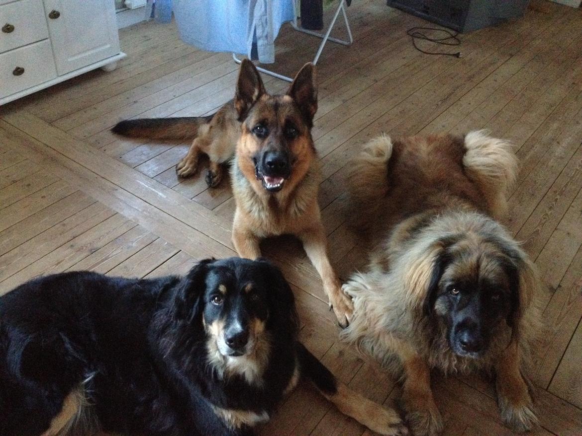 Schæferhund rino billede 2