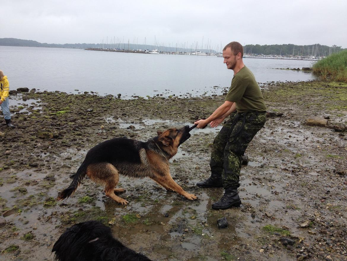 Schæferhund rino billede 4