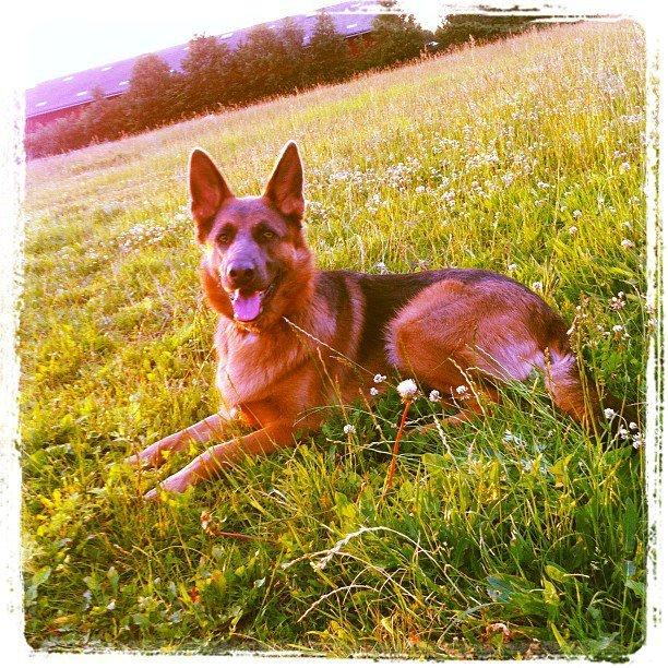 Schæferhund Fie - Fie i solen billede 2