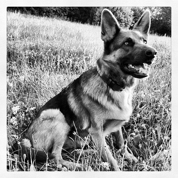 Schæferhund Fie - I sort & hvid (: billede 1