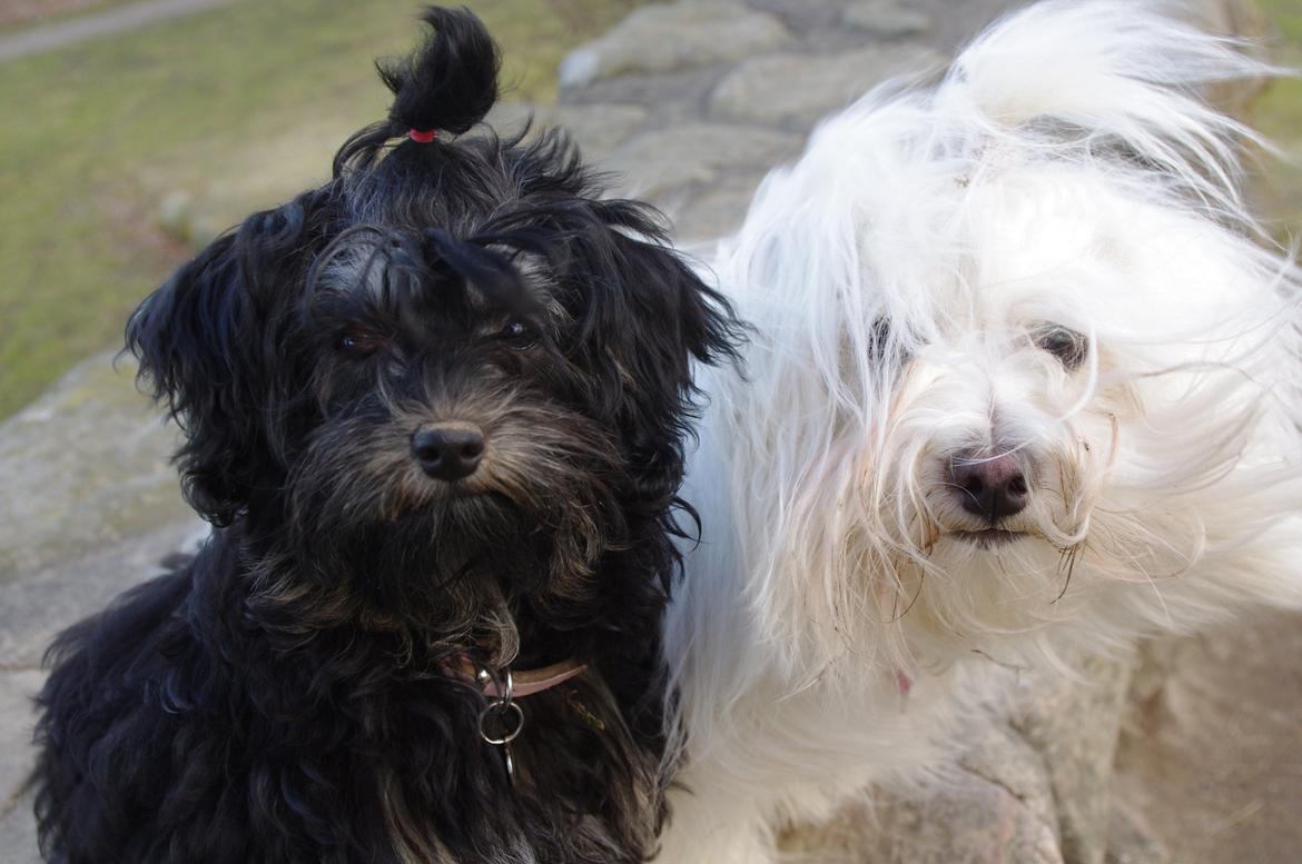 Løwchen Miss Daisy billede 18