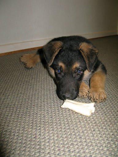 Blanding af racer Nero - Ny, ulden og med høj nuttethedsfaktor billede 11