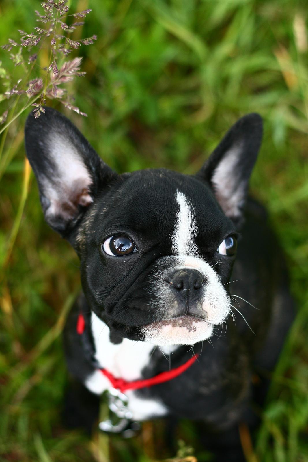 Fransk bulldog Bella Donna billede 2