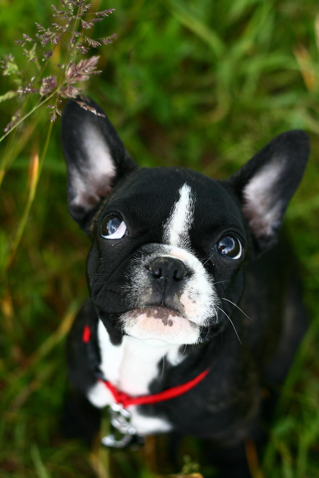 Fransk bulldog Bella Donna billede 7