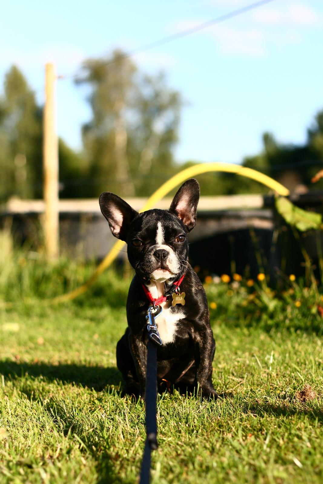 Fransk bulldog Bella Donna billede 6