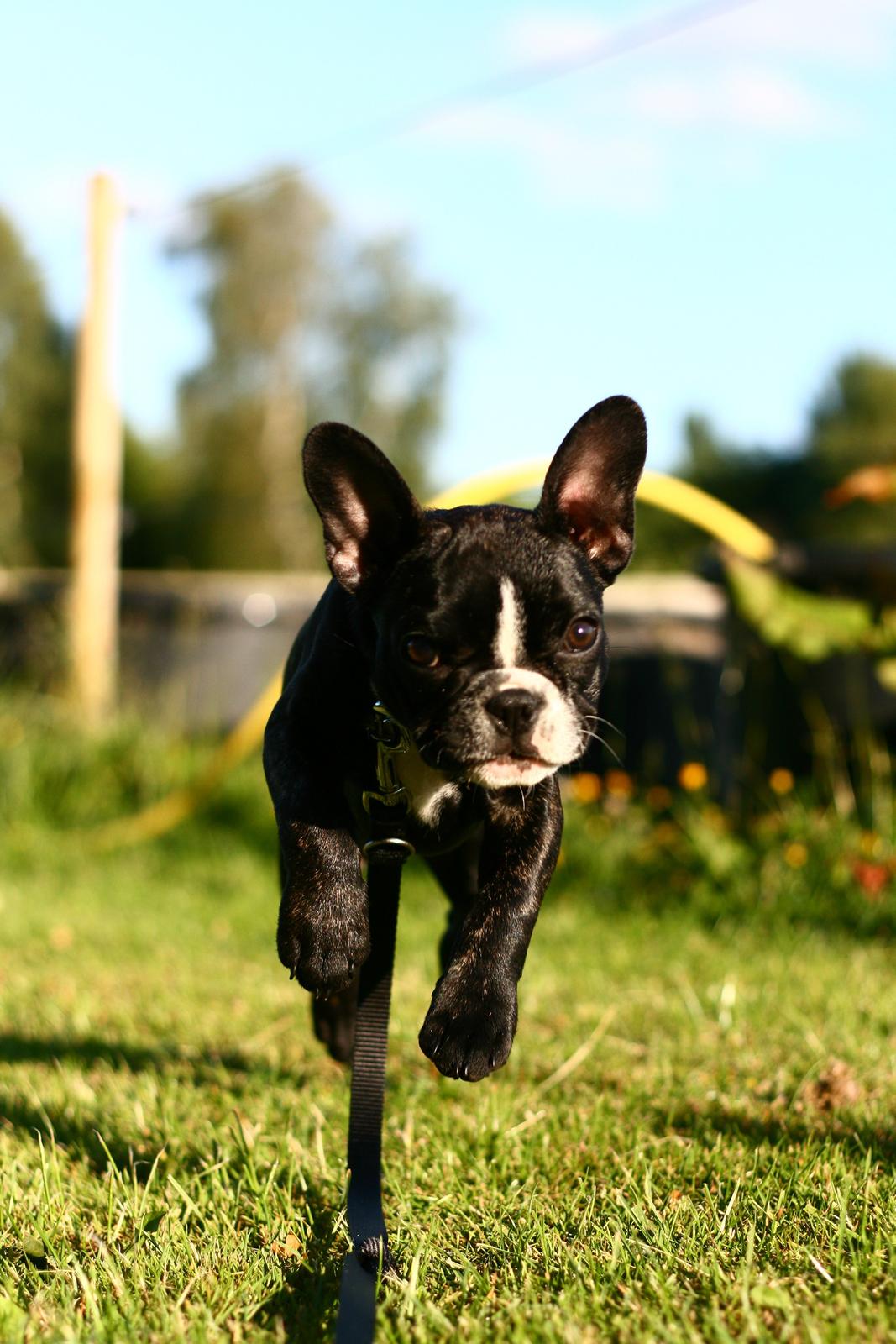 Fransk bulldog Bella Donna billede 4