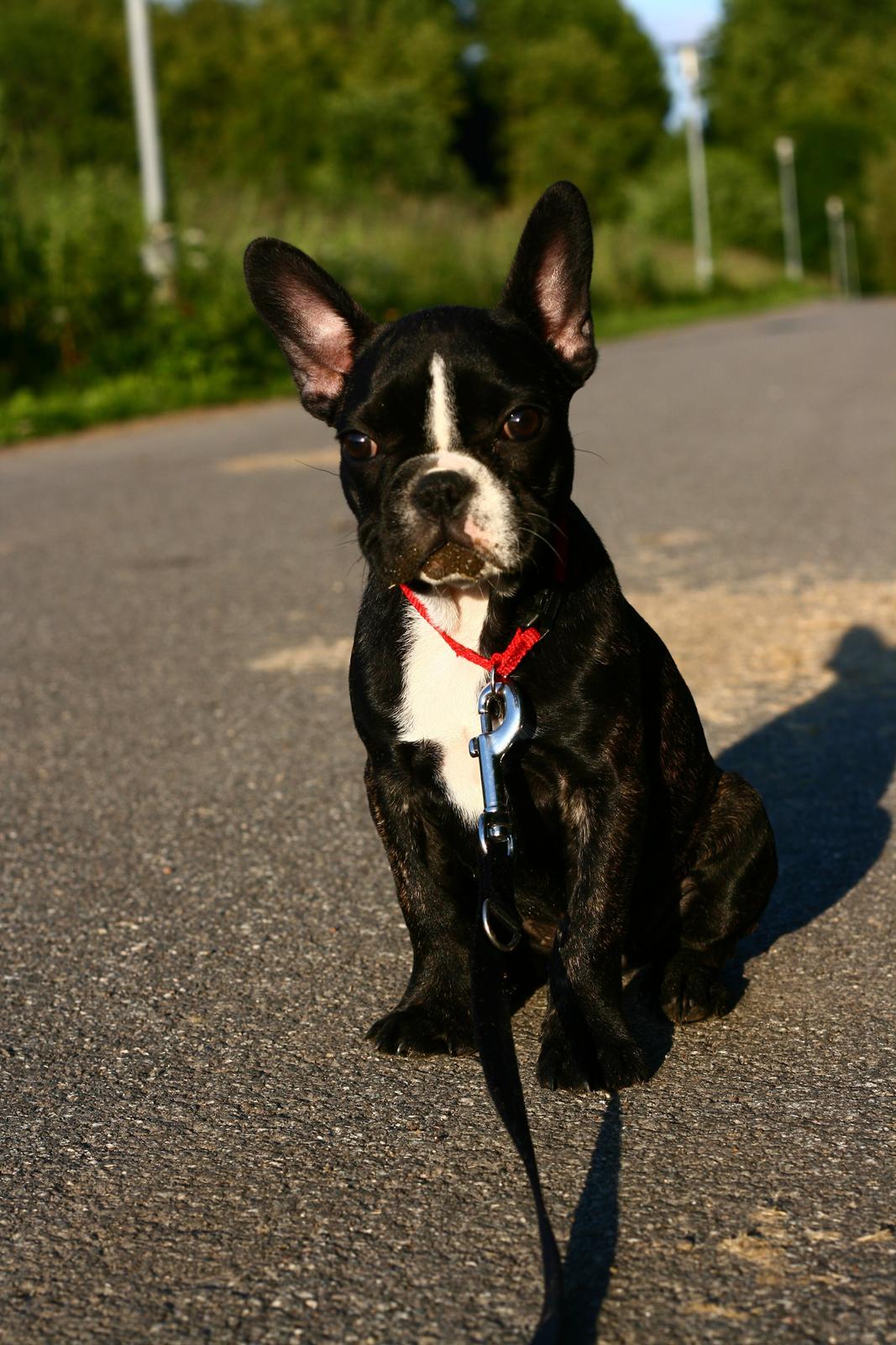 Fransk bulldog Bella Donna billede 11