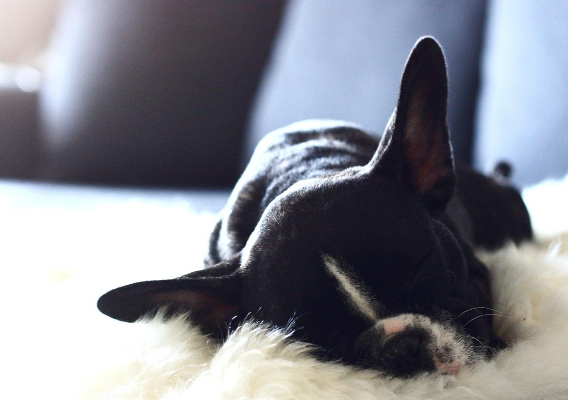 Fransk bulldog Bella Donna billede 12