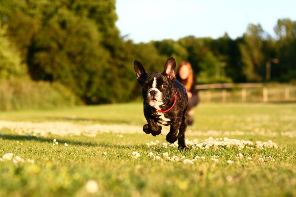 Fransk bulldog Bella Donna billede 5