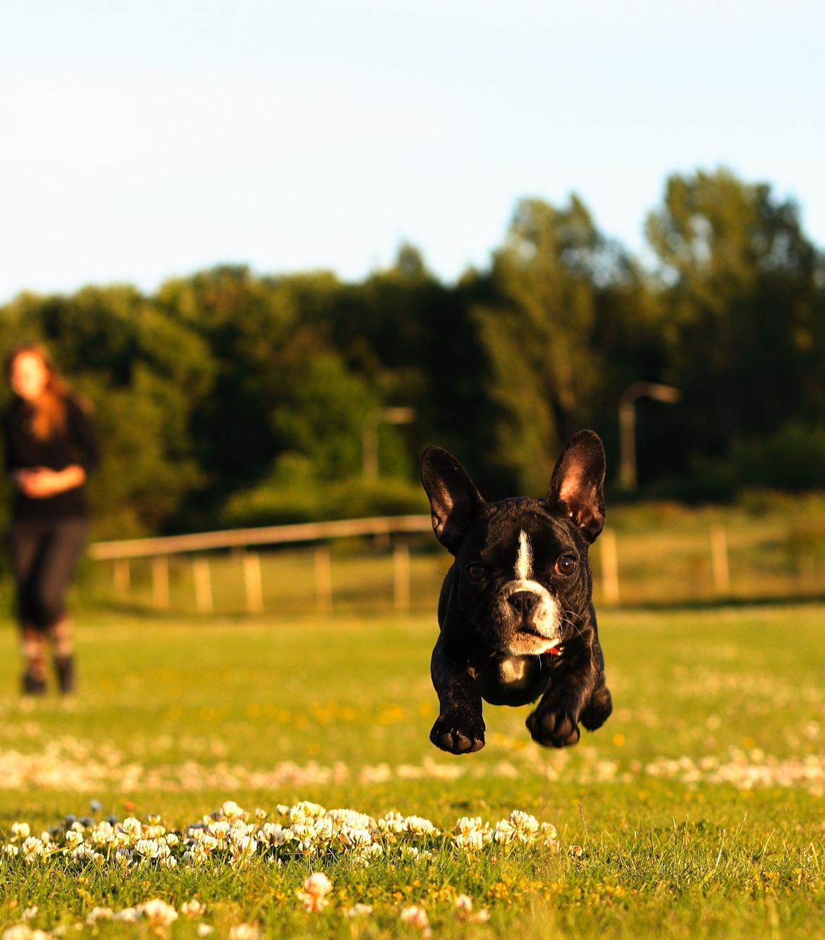 Fransk bulldog Bella Donna billede 3