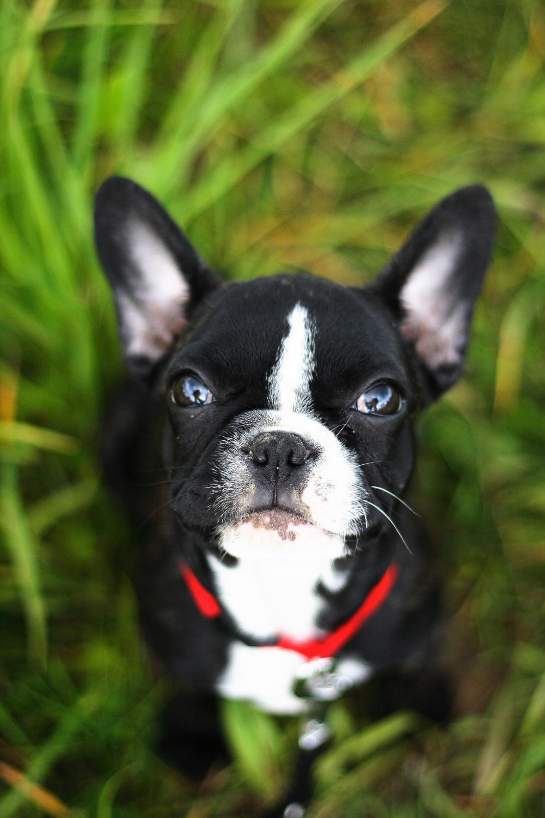 Fransk bulldog Bella Donna billede 1