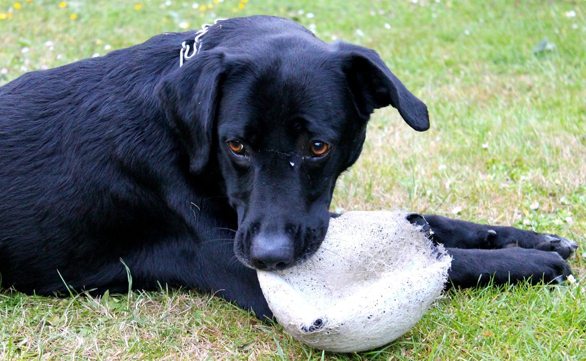 Blanding af racer Pepper <3 † Himmelhund † <3 - Nede hos farfar og lege med bold. billede 1