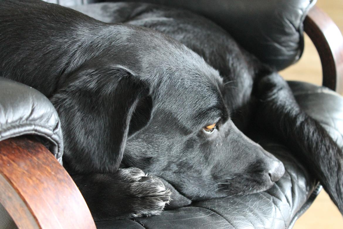 Blanding af racer Pepper <3 † Himmelhund † <3 - Putter, i min EGEN lænestol ;) billede 2