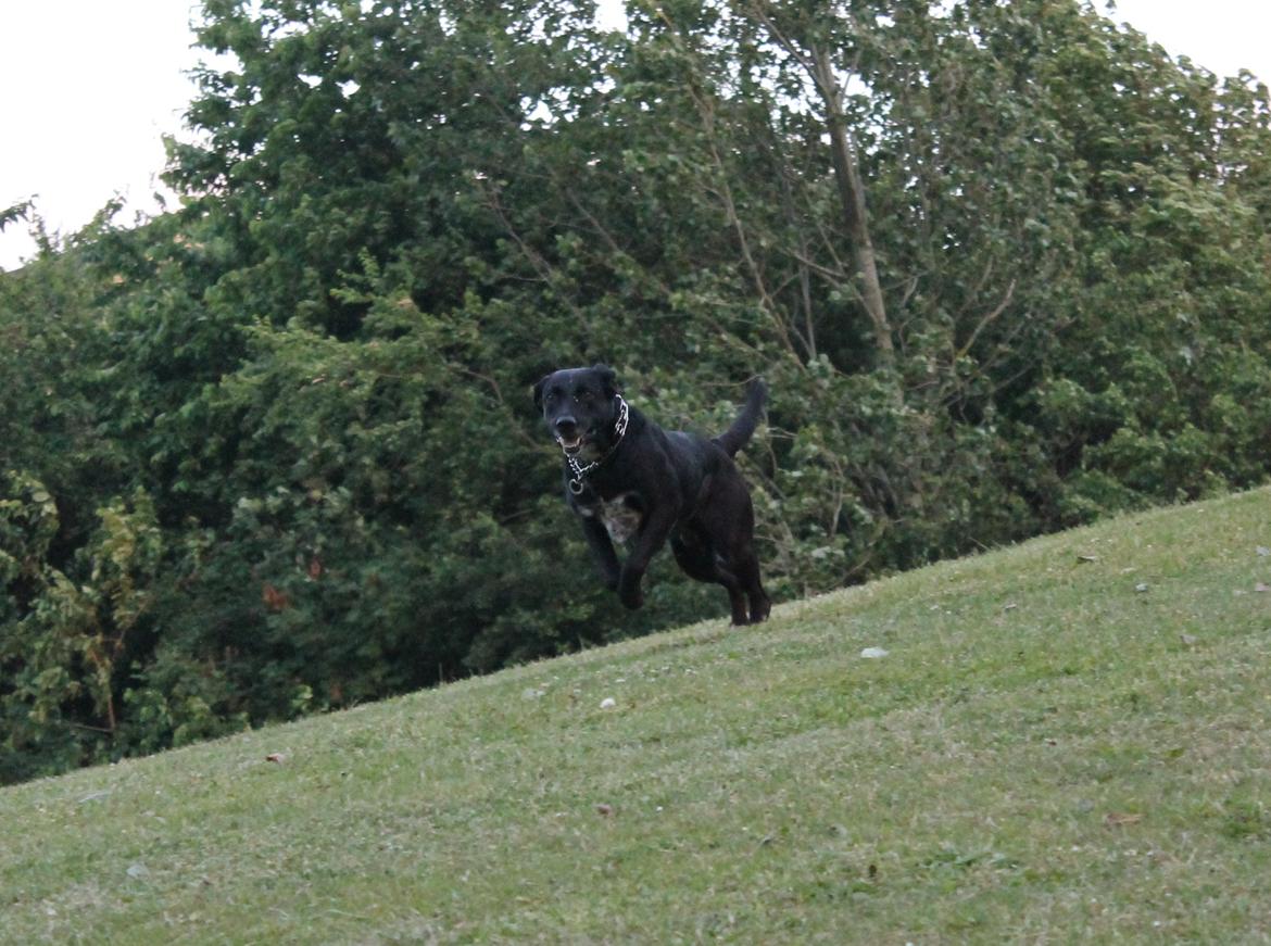 Blanding af racer Pepper <3 † Himmelhund † <3 - Jeg flyver næsten! :D billede 5