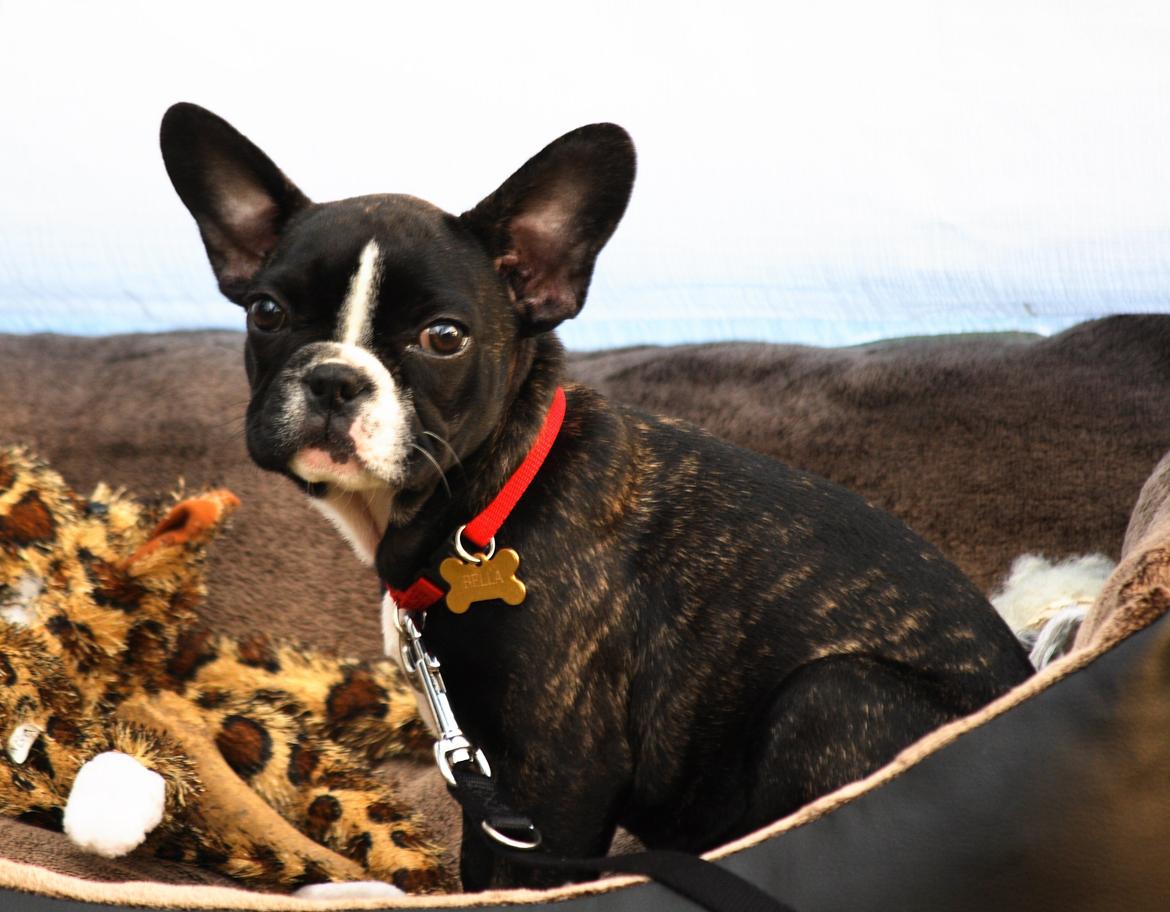 Fransk bulldog Bella Donna billede 13