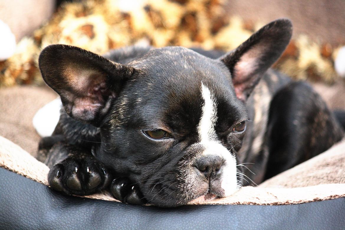 Fransk bulldog Bella Donna billede 9