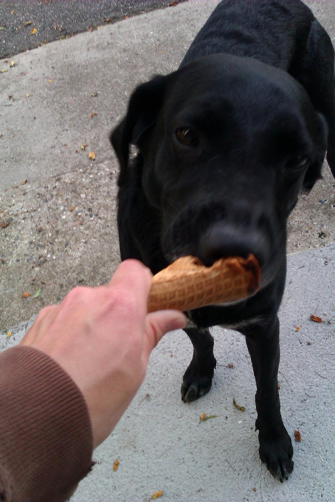 Blanding af racer Pepper <3 † Himmelhund † <3 - Har fået en vaffel af farfar ♥  billede 9