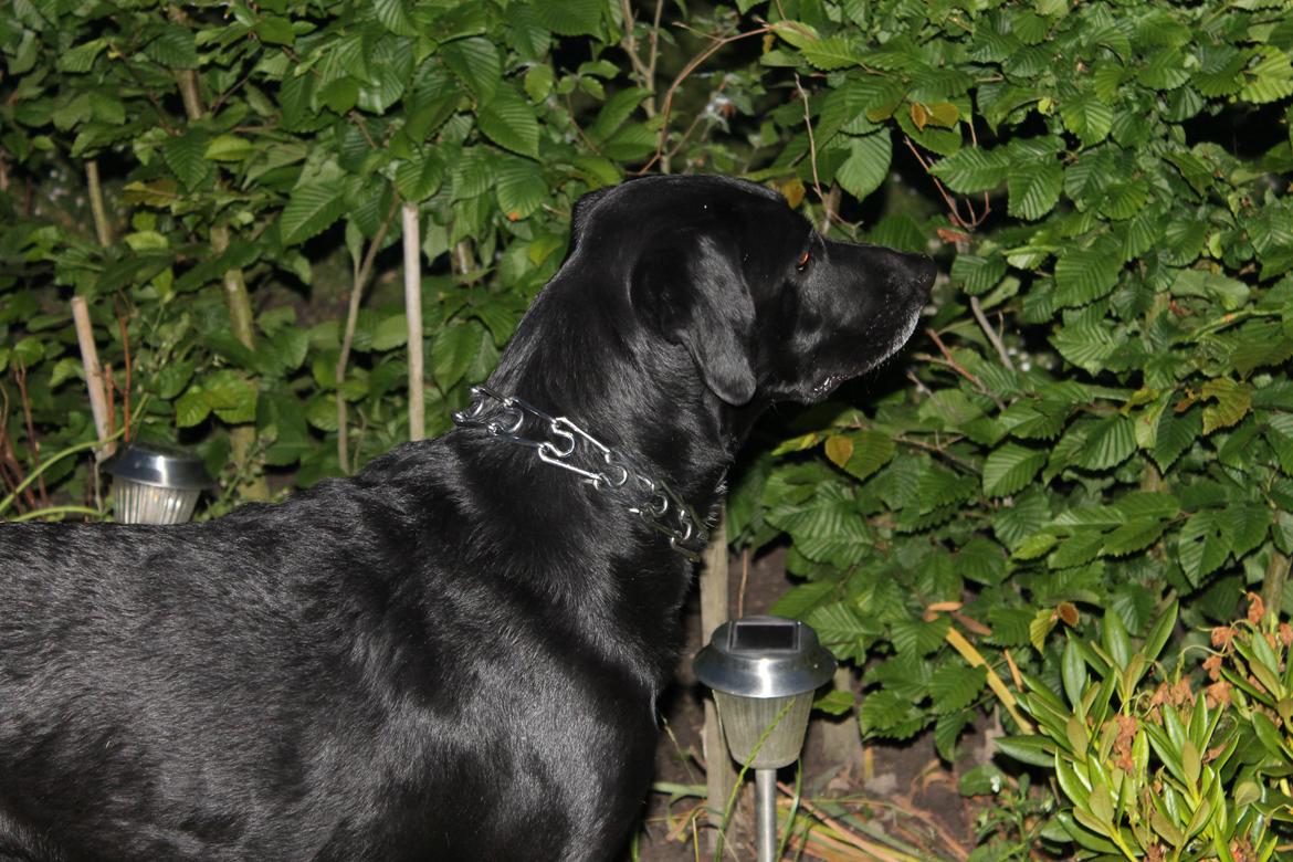 Blanding af racer Pepper <3 † Himmelhund † <3 - Holder vagt i farfar's have :) billede 4