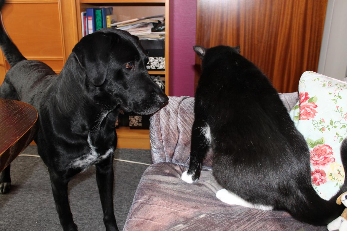 Blanding af racer Pepper <3 † Himmelhund † <3 - Leger med mormor's kat ♥ billede 8