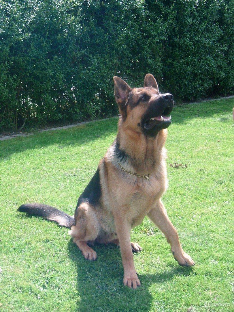 Schæferhund rino billede 7