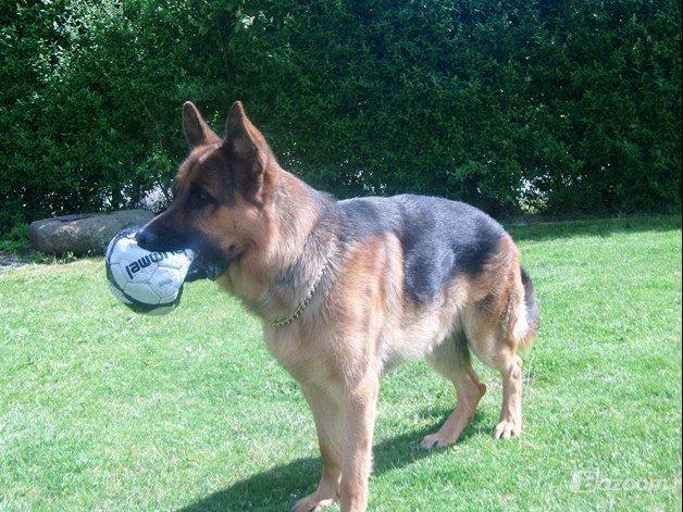 Schæferhund rino billede 8