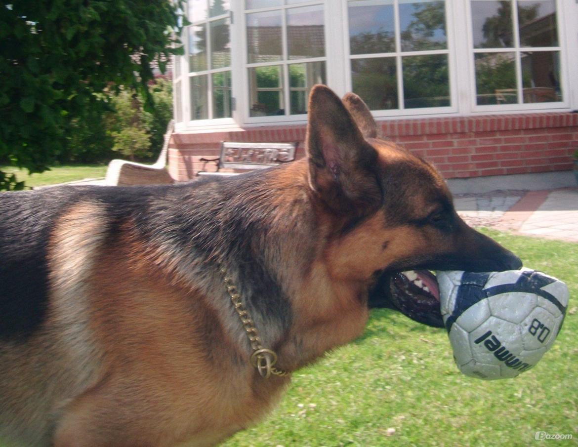 Schæferhund rino billede 10