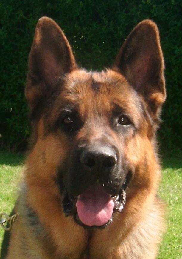 Schæferhund rino billede 1