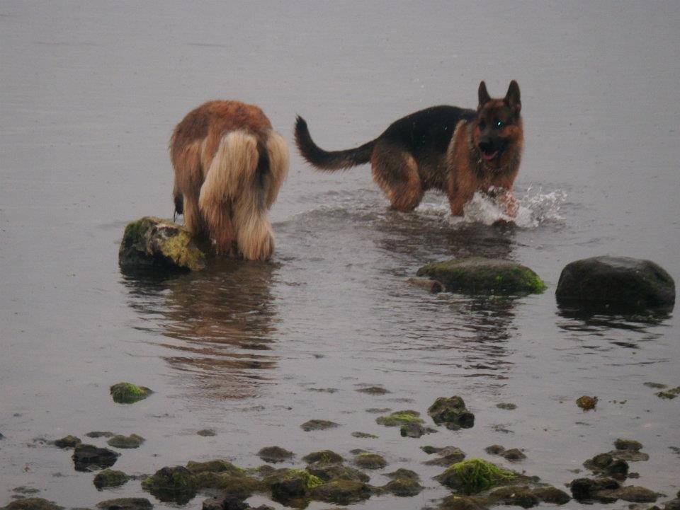 Schæferhund rino billede 12